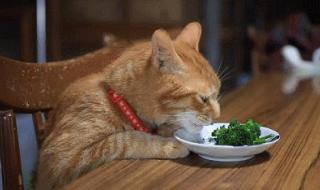 猫咪能吃小麦么 猫咪可以吃什么